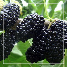 주목나무분재판매