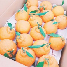 달달과수원 달콤한 한라봉 10kg 특품, 1박스