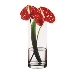 수경재배용유리병