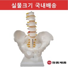인체해부모형