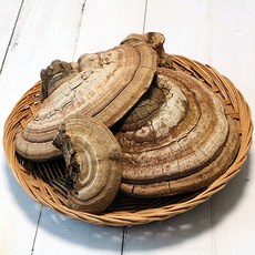 말굽버섯차