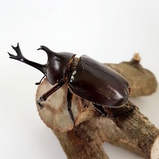 장수풍뎅이성충
