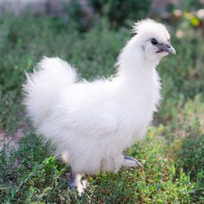부화용유정란