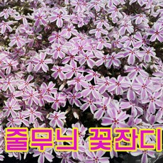 지엘파크 줄무늬꽃잔디50포트(3치포트-8cm), 1개