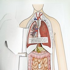 우리몸 5인