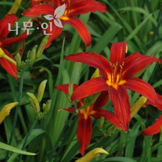 바늘나무두그루카시트