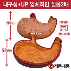 셀프손발모형