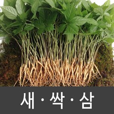 장성 새싹삼 새싹인삼 특 대 중 소, 1박스, 대 (20뿌리)