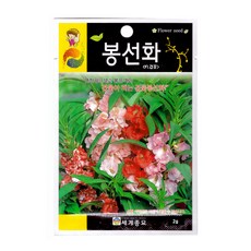 분꽃