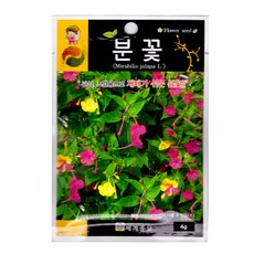분꽃