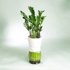 푸시아베리플라워