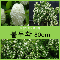 불두화