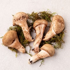국내산 친환경 참송이버섯, 100g, 1개
