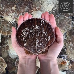 싱싱한 대왕 일본산 참가리비 1kg 캠핑 조개구이 해감조개 조개요리, 일본산 대왕 참가리비(중~대)1kg, 1개
