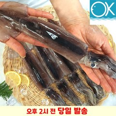 국내산 선동 급냉 초코오징어 통오징어 5미 1kg 통찜용 숙회용 초콜렛오징어, 중(180g전후 x 5미), 1개