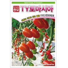 토마토씨앗종자 TY토마시아 (20립) 대추방울토마토, 1개