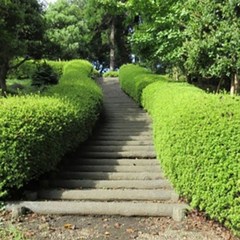 세종식물원 회양목 묘목 5주묶음 울타리나무 조경수 정원수, 회양목 5주묶음, 1개