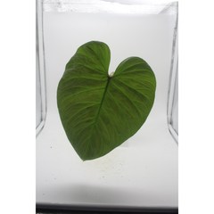 필로덴드론 마제스틱 - 희귀식물 정글플랜츠 관엽식물 식물인테리어, 1개