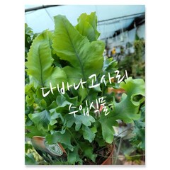 다바나고사리 특이식물 수입식물 특랜덤 공기정화식물/미세먼지/공기정화효과 공기정화식물, 1개