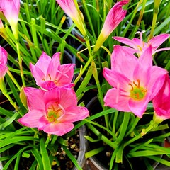 에덴플랜트 샤프란 분홍 소품 나도샤프란 야생화 구근 노지월동 꽃식물, 1개