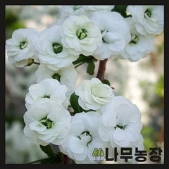 (나무농장) 조팝나무 장미조팝 7치 화분, 1개