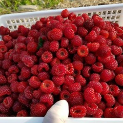 [당일발송] 산딸기 500g 1kg 2kg 제철 냉동 생산딸기 포항 장기 청도 라즈베리 raspberry 효능 농장, [급랭]소분형 500g (250g x 2팩), 1개