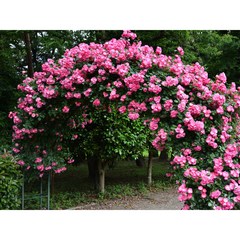 독일 사계넝쿨장미 안젤라 재입고 6치 포트 (2지 이상) 분홍꽃 정원장미 장미묘목 넝쿨장미 꽃보러가자, 1개
