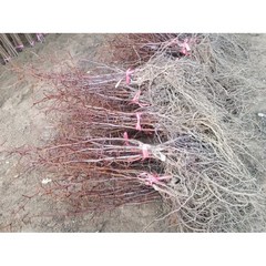 향수묘목농원 사과대추묘목1년생 5주 1묶음25000, 5개
