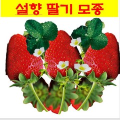 식물모종/설향 딸기 모종 /10개, 10개
