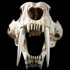 세이버 이빨 호랑이 두개골 동물 인테리어 장식 소품, 한개옵션0