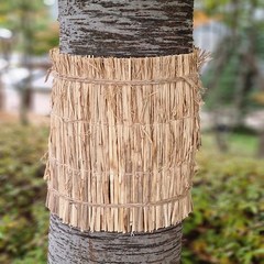 잠복소 월동거적 나무 보호 바람막이 왕골 볏짚 지푸라기, 30cm x 20M, 1개