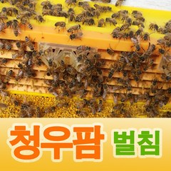 청우팜 벌침 건강한 벌 봉침 벌침벌 봉침벌 영양먹이서비스, 120마리