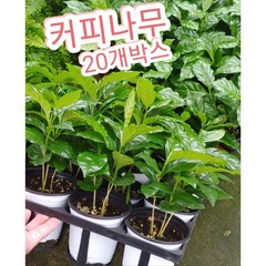 커피나무-아라비카향-20개박스/열매가 열리면 볶아서 커피원두