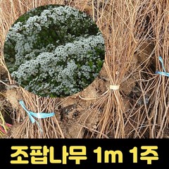 조팝나무 묘목 1m이상 1주 조팝나무꽃 개화주, 1개