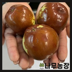 (나무농장) 대왕대추(다왕자오) 결실주 분, 1개