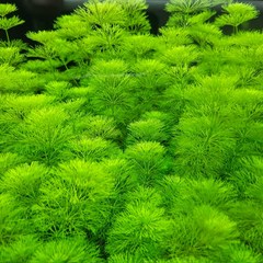 [착한수초] 키우기 쉬운 국민수초 암브리아 15줄기 달팽이 없는 수초 무이탄 초보수초 미니어항 희귀수초 구피 새우 수초세트
