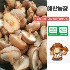 무농약인증 GAP인증 [예산표고버섯 산지직송] 생표고버섯 못난이 가정용 육수용 가루용 김장용 대량용, 못난이 1kg, 1개