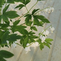 금낭화 화이트 6치포트 하얀금낭화 야생화 정원 화단 꽃