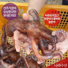 나라수산 동해안 포항 생물 참문어 피문어, 1box, 01_피문어(자숙)(550g)