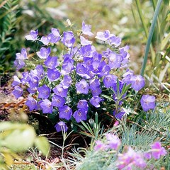 [모야모 꽃씨] 덤불초롱꽃 블루 50립 씨앗 가을파종, 1개
