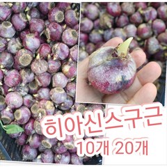 히아신스구근 10개 20개/달콤한 향이 일품인 히아신스꽃