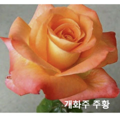 묘목/피스사계덩굴장미 (주황) 개화주(분) r643, 주황