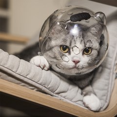 HANTAO 반려동물 고양이 우주헬멧 물림방지 투명후드, S, 1개