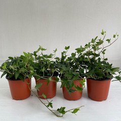 아이비 4개묶음 실내공기정화식물 반려식물 플랜테리어 온누리꽃농원, 4개