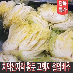 [MD추천] 직접 재배하고 절인 강원도절임배추 고랭지배추 김장배추 20kg 출고일선택, 11월 9일출발 10일도착