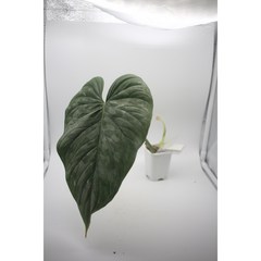필로덴드론 마제스틱 - 희귀식물 동동플랜츠 관엽식물, 1개