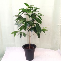 [하늘꽃농원] 커피나무 대품 아라비카커피나무, 1개