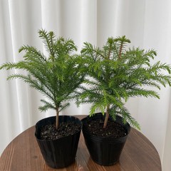미니 아라우카리아 1+1 온정원 공기정화식물