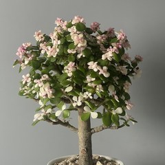 미니벚꽃나무를 닮은 핑크 아악무 은행목 사랑목 행운목, 핑크아악무, 1개