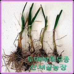 화천산약초 두메부추 모종 / 뿌리종근 1촉당400원, 30개